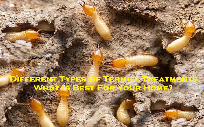 Different Types Of Termite Treatments – What Is Best For Your Home?