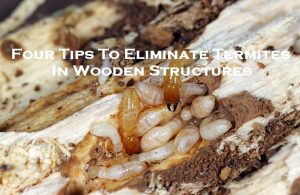 Four Tips To Eliminate Termites In Wooden Structures